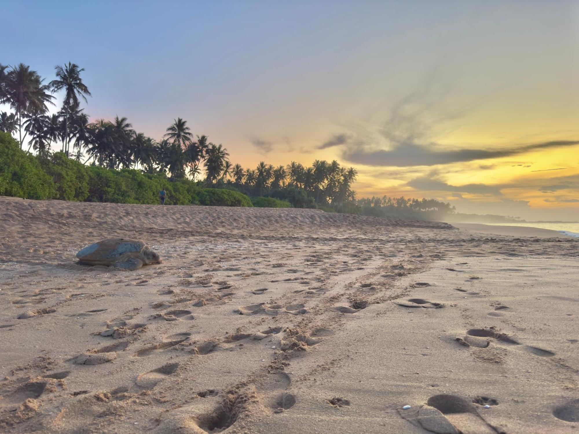 Rekawa Turtle Gate Hotel Tangalle Exterior photo